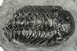 Detailed Austerops Trilobite - Ofaten, Morocco #327544-1